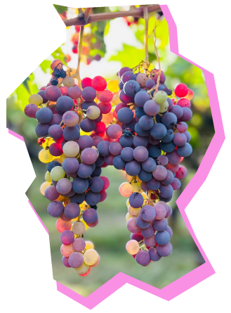 Cara Sur Vinos de Montaña